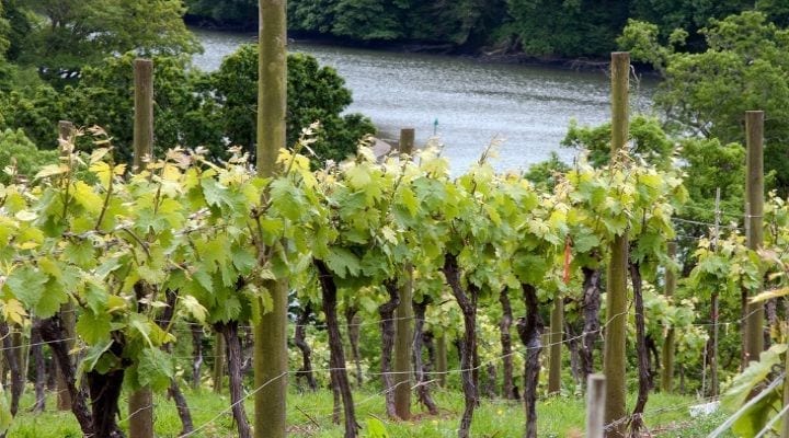 Sharpham Vineyard