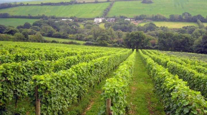 camel valley Camel Valley