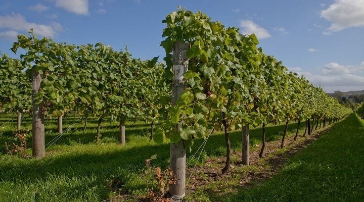 Jenkyn Place Vineyard