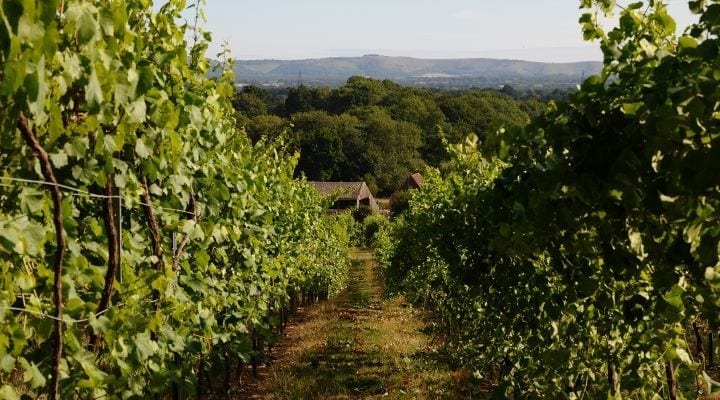 Bolney Wine Estate
