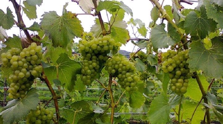 Elgar Wine