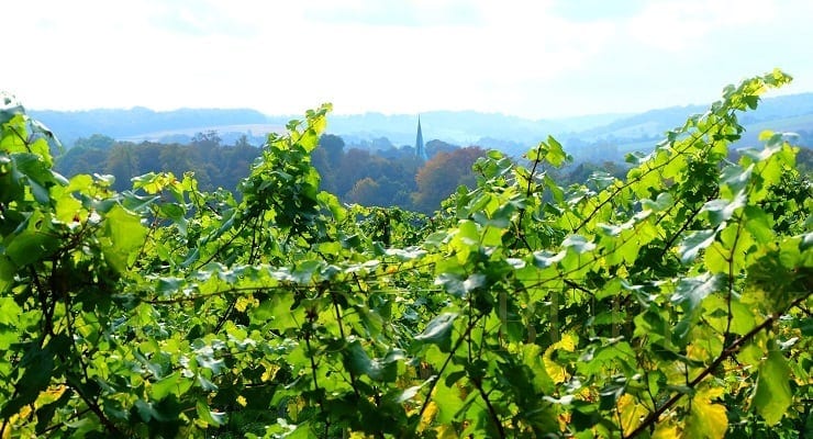 English_vineyard_view English_vineyard_view