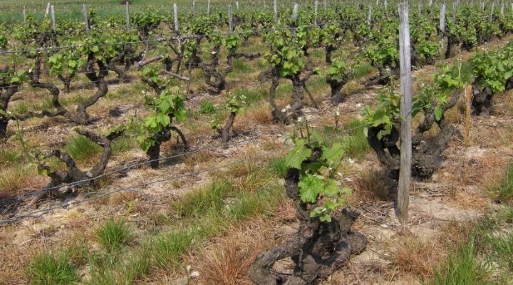 Pruning The Vines