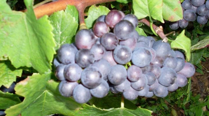 grapes4 Chanoine Freres Cuvée Rosé