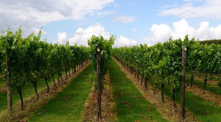 Knightor English Sparkling Wine Releases First Vintage