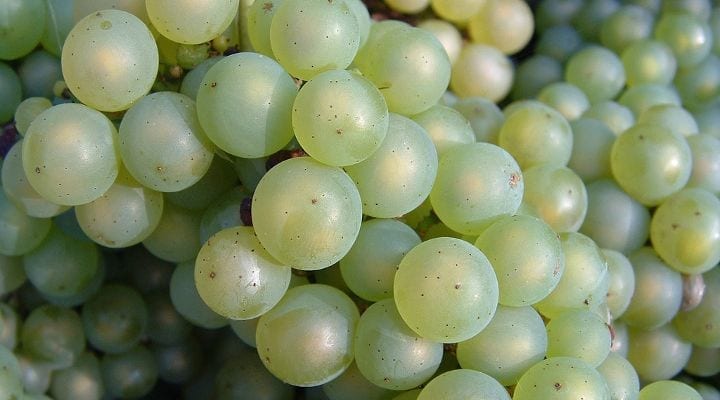 Chardonnay_grapes_close_up Glyndwr Vineyard Sparkling Wines