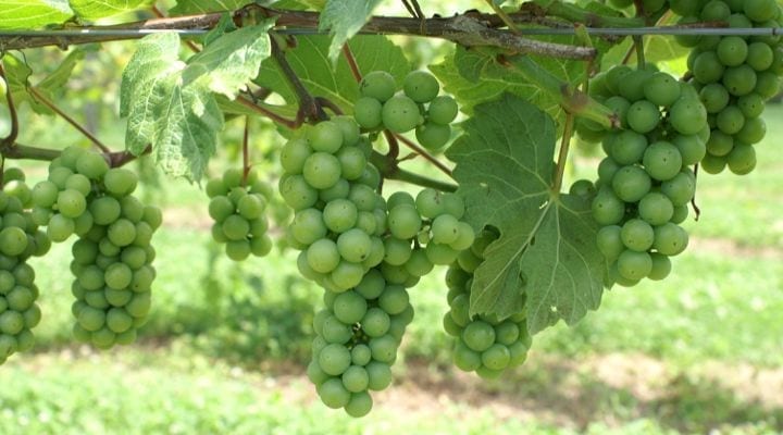 How do we know when the grapes are ready to pick?