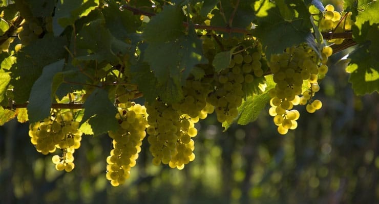 prosecco-grape