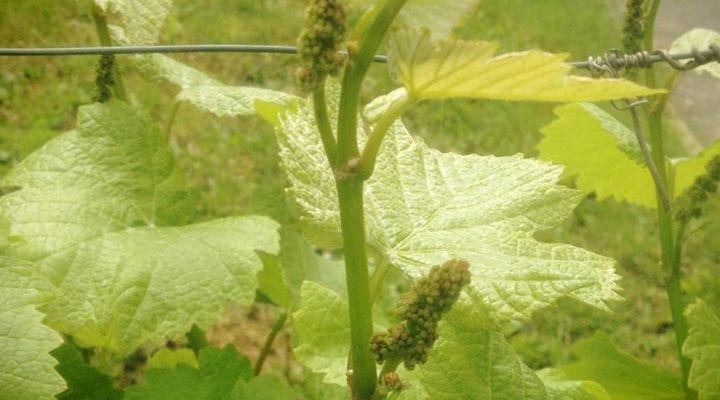 Champagne Roberdelph: History and Passion