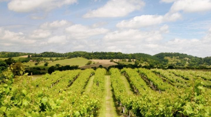234c 4 Beautiful Vineyards to Visit in Wales