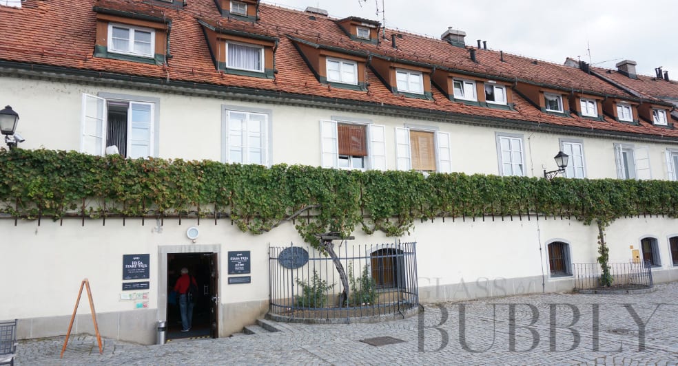 The Oldest Vine on the World