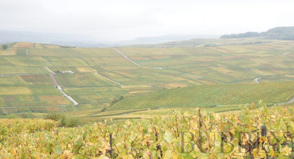Vineyards of Ay Vineyards of Ay